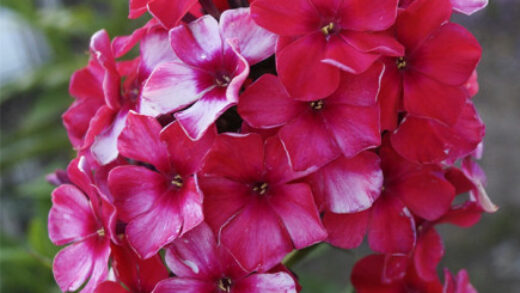 Флокси – запашні та яскраві суцвіття у вашому квітнику